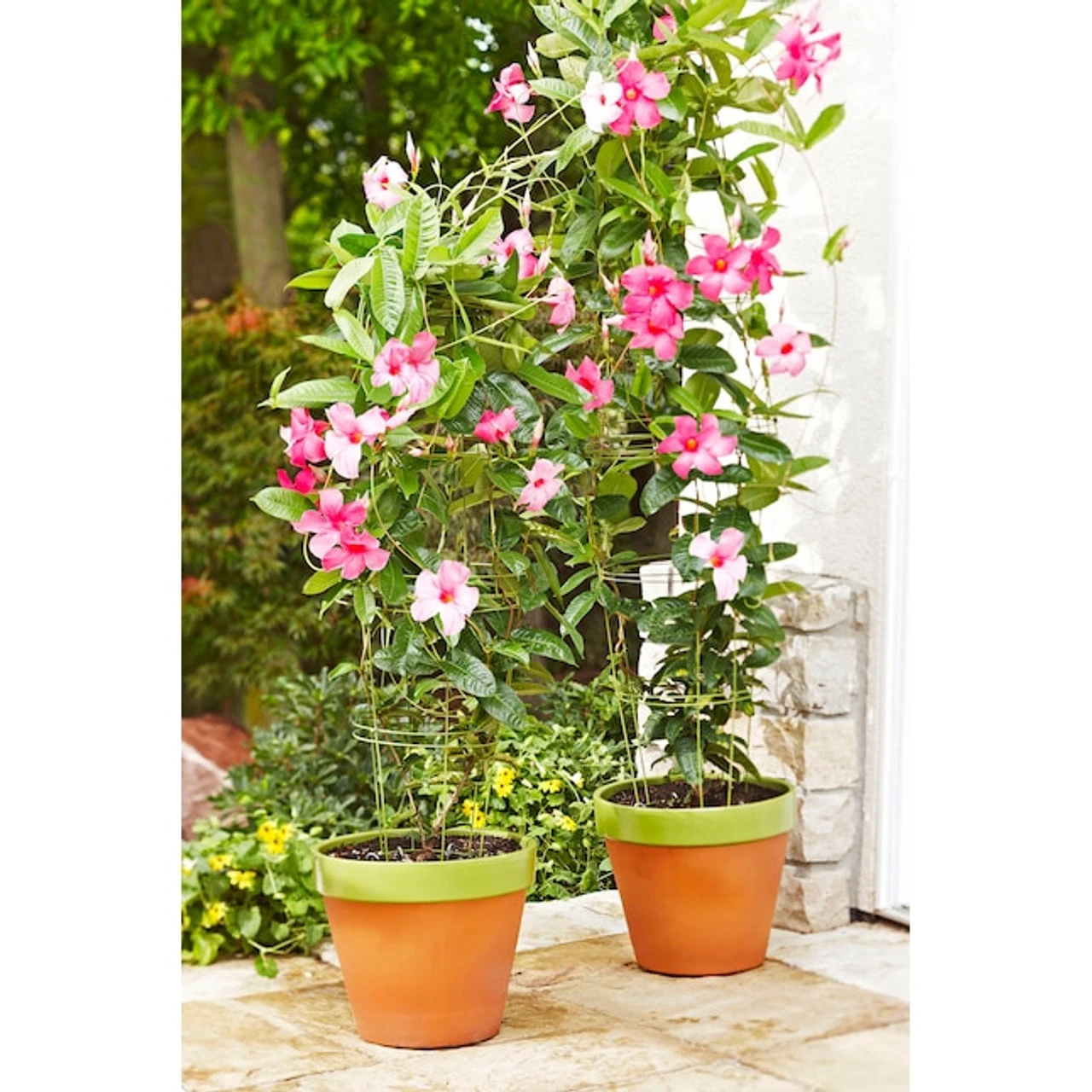 Glamos Plant Support, 12" X 42" 6 Glamos Plant Support, 12" X 42" - Image 4