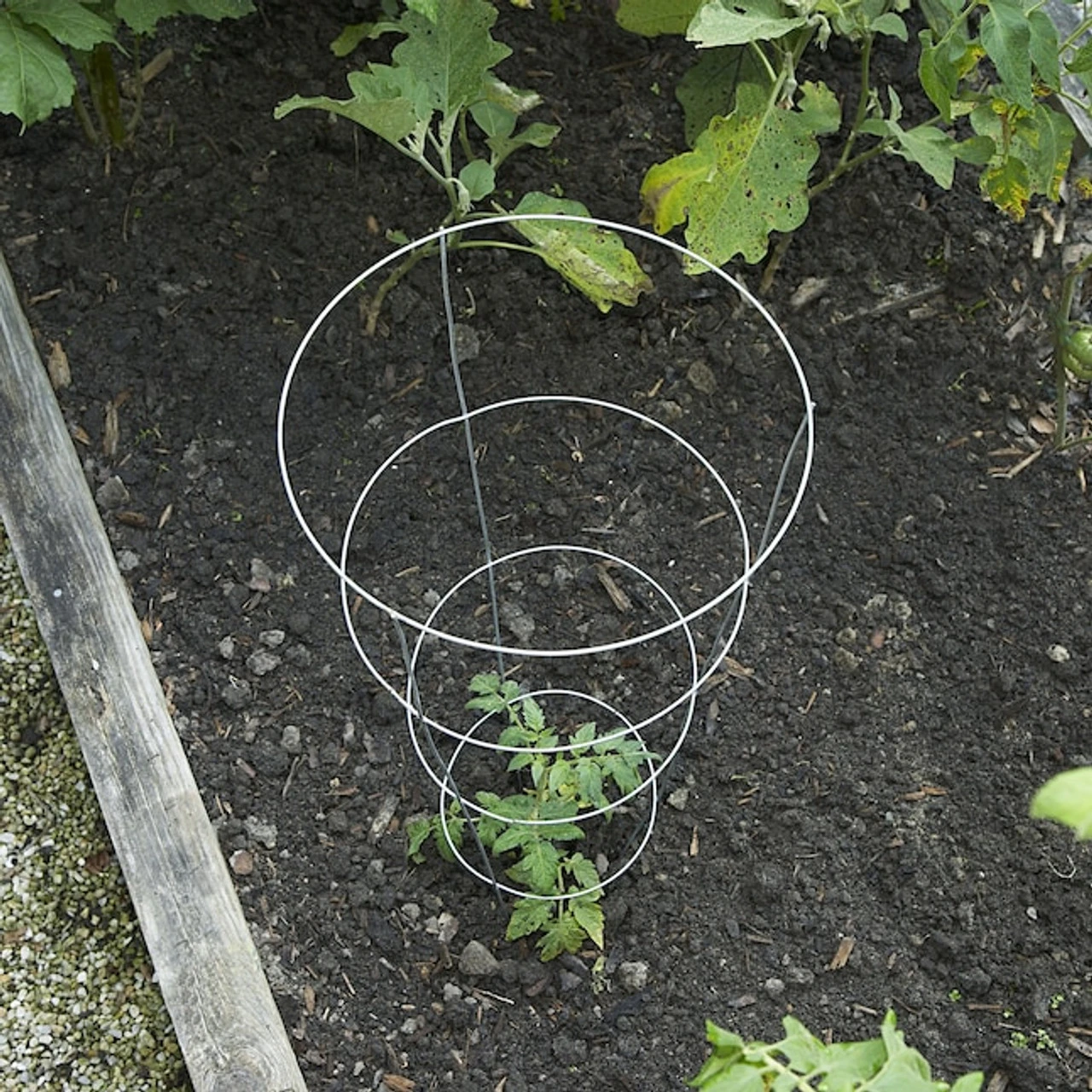 Glamos Plant Support, 12" X 42" 8 Glamos Plant Support, 12" X 42" - Image 6