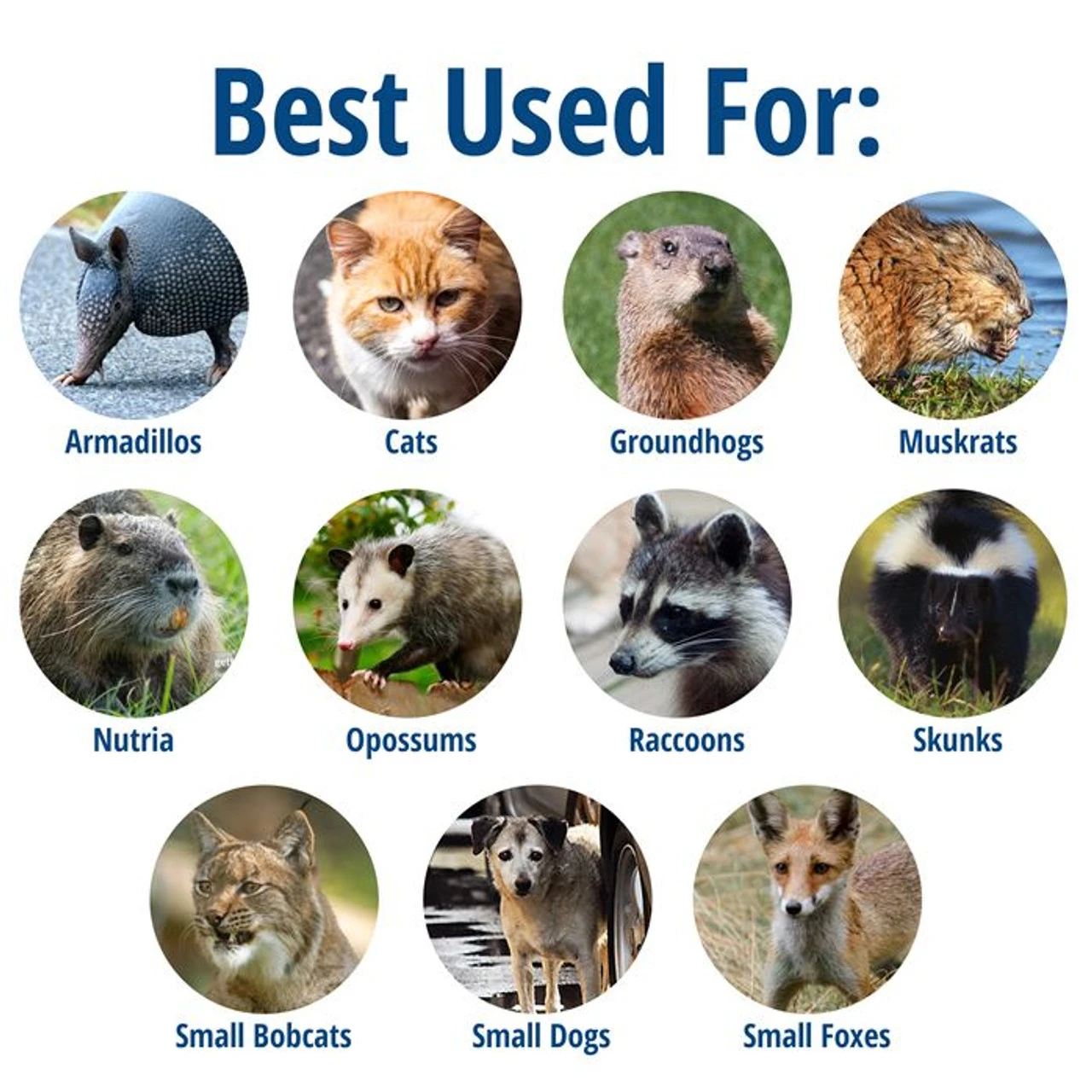 Havahart 1045 Live Animal Two-Door Trap 4 Havahart 1045 Live Animal Two-Door Trap - Image 2