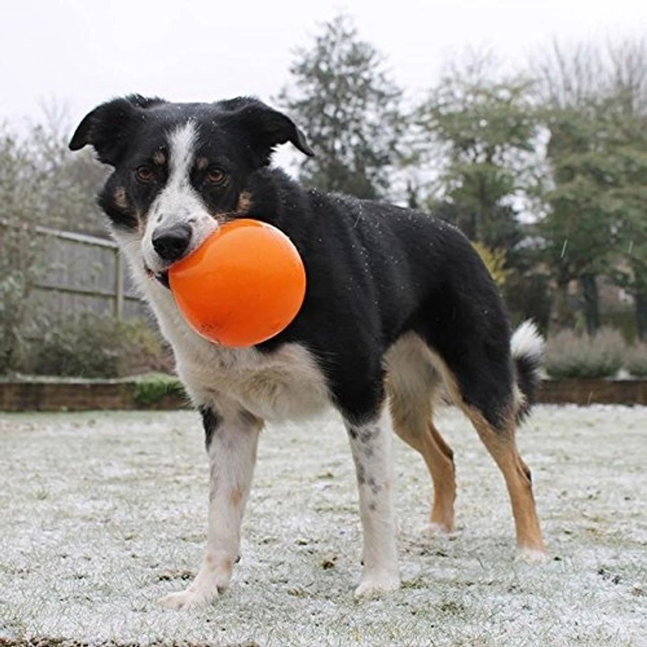 Outward Hound Planet Dog Orbee Tuff Sol Sun Ball 4 Outward Hound Planet Dog Orbee Tuff Sol Sun Ball - Image 2