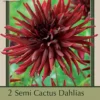 Dahlia Semi Cactus 'Black Narcissus', 2 Ct -Garden Supplies Sales 2024 2350764 63265.1679609033