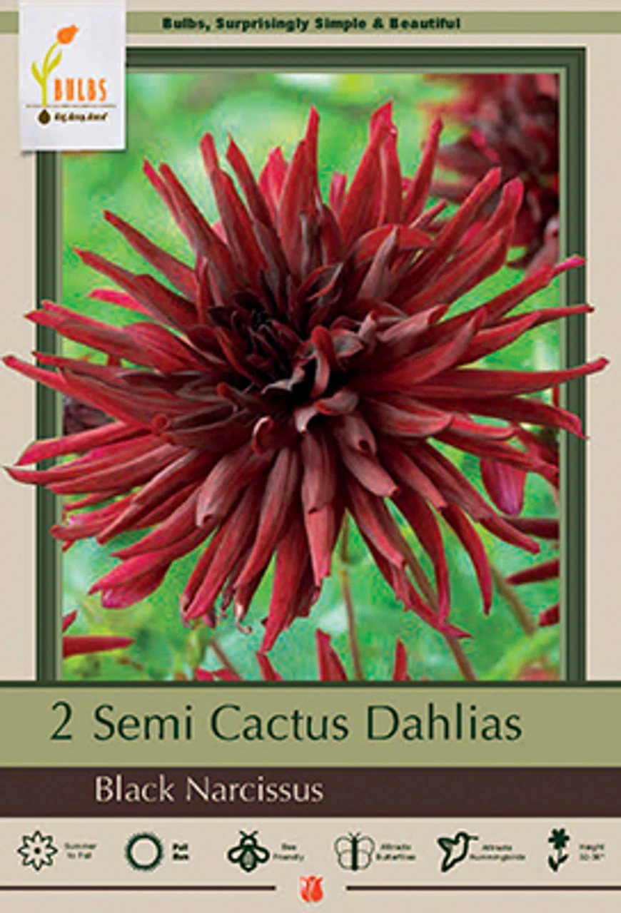 Dahlia Semi Cactus 'Black Narcissus', 2 Ct 3 Dahlia Semi Cactus 'Black Narcissus', 2 Ct