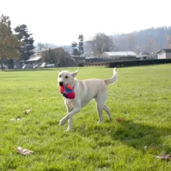 Chuckit! Fumble Fetch Small -Garden Supplies Sales 2024 2531011 23802.1614039198