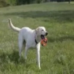 Chuckit! Ring Chaser Dog Fetch Toy 7 Chuckit! Ring Chaser Dog Fetch Toy -Garden Supplies Sales 2024 321382 15767.1613409849