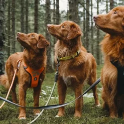 Hurtta Weekend Warrior Leash Raven -Garden Supplies Sales 2024 4419a0 8734b6a96acb4fa8bd57f3f789cf17b1mv2 d 1500 1500 s 2 06247.1623444805