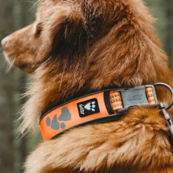 Hurtta Weekend Warrior Collar Orange -Garden Supplies Sales 2024 4419a0 8f2c582f0437438a83ea93f4289e7d0fmv2 d 1500 1500 s 2 17900.1623456204