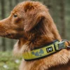 Hurtta Weekend Warrior Collar Lemon -Garden Supplies Sales 2024 4419a0 b08a1497742c438ea8eee21f7c2d6a9emv2 d 1500 1500 s 2 25495.1623444128