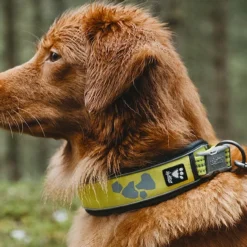 Hurtta Weekend Warrior Collar Lemon 7 Hurtta Weekend Warrior Collar Lemon -Garden Supplies Sales 2024 4419a0 b08a1497742c438ea8eee21f7c2d6a9emv2 d 1500 1500 s 2 61361.1623444128