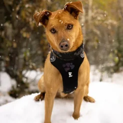 Hurtta Weekend Warrior Harness Raven -Garden Supplies Sales 2024 4419a0 bead486e4a9d41f190c49d8e95bd7a6cmv2 d 1500 1500 s 2 59457.1623440438