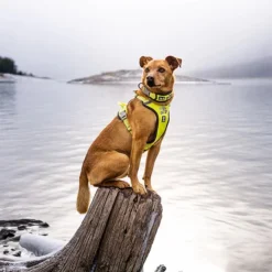 Hurtta Weekend Warrior Harness Lemon 6 Hurtta Weekend Warrior Harness Lemon -Garden Supplies Sales 2024 4419a0 ca5068c84a22443fb73a1c1ba96c4ad0mv2 d 1500 1500 s 2 52743.1623440842