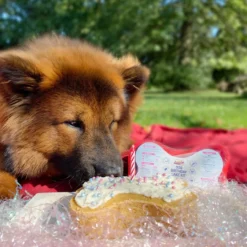 Dog Birthday Cake Kit- Birthday Cake Mix, Icing Mix, One Candle And Sprinkles -Garden Supplies Sales 2024 5000x5000 bdkitbc 69714.1636933636