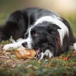 Redbarn Knee Cap Bone -Garden Supplies Sales 2024 51845005 2 20645.1610819565