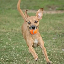 Chuckit! Chuckit Tennis Ball, MD 2PK -Garden Supplies Sales 2024 613Mlv1Rn1L. AC SL1000 96967.1614021678