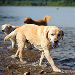 Chuckit! Chuckit Ultra Ball -Garden Supplies Sales 2024 61FdEAu517L. AC SL1000 29471.1614041282