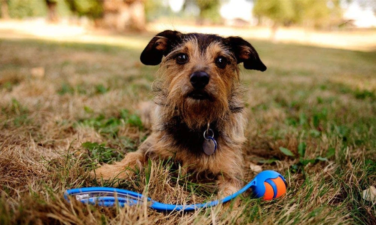 Chuckit! Junior Launcher Fetch Toy 4 Chuckit! Junior Launcher Fetch Toy - Image 2