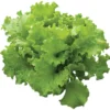 Burpee Lettuce Seed Tape, 15ft -Garden Supplies Sales 2024 71BNGnwGtAL. AC SL1050 79538.1644536825