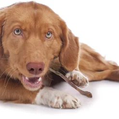 Cadet Butcher Piggy Stick Treat, 6oz 11 Cadet Butcher Piggy Stick Treat, 6oz -Garden Supplies Sales 2024 8108u zUroL. AC SL1500 08126.1614379416