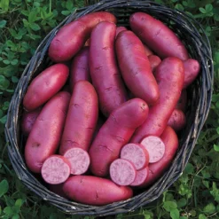 Amarosa Red Fingerling Seed Potato, 1lb