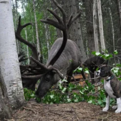 Re.Racks Antler Chews -Garden Supplies Sales 2024 Antler Chews RE.Racks 12558.1626901315