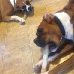 Re.Racks Antler Chews -Garden Supplies Sales 2024 Antler Chews XL 82017.1626986991