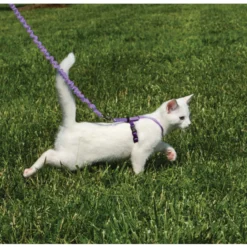 PetSafe Come With Me Kitty™ Cat Harness & Bungee Leash, Lilac 7 PetSafe Come With Me Kitty™ Cat Harness & Bungee Leash, Lilac -Garden Supplies Sales 2024 CWMK LLC PRPL e1 58590.1648751969