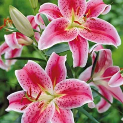 Fragrant Lily Oriental 'Stargazer', 2ct