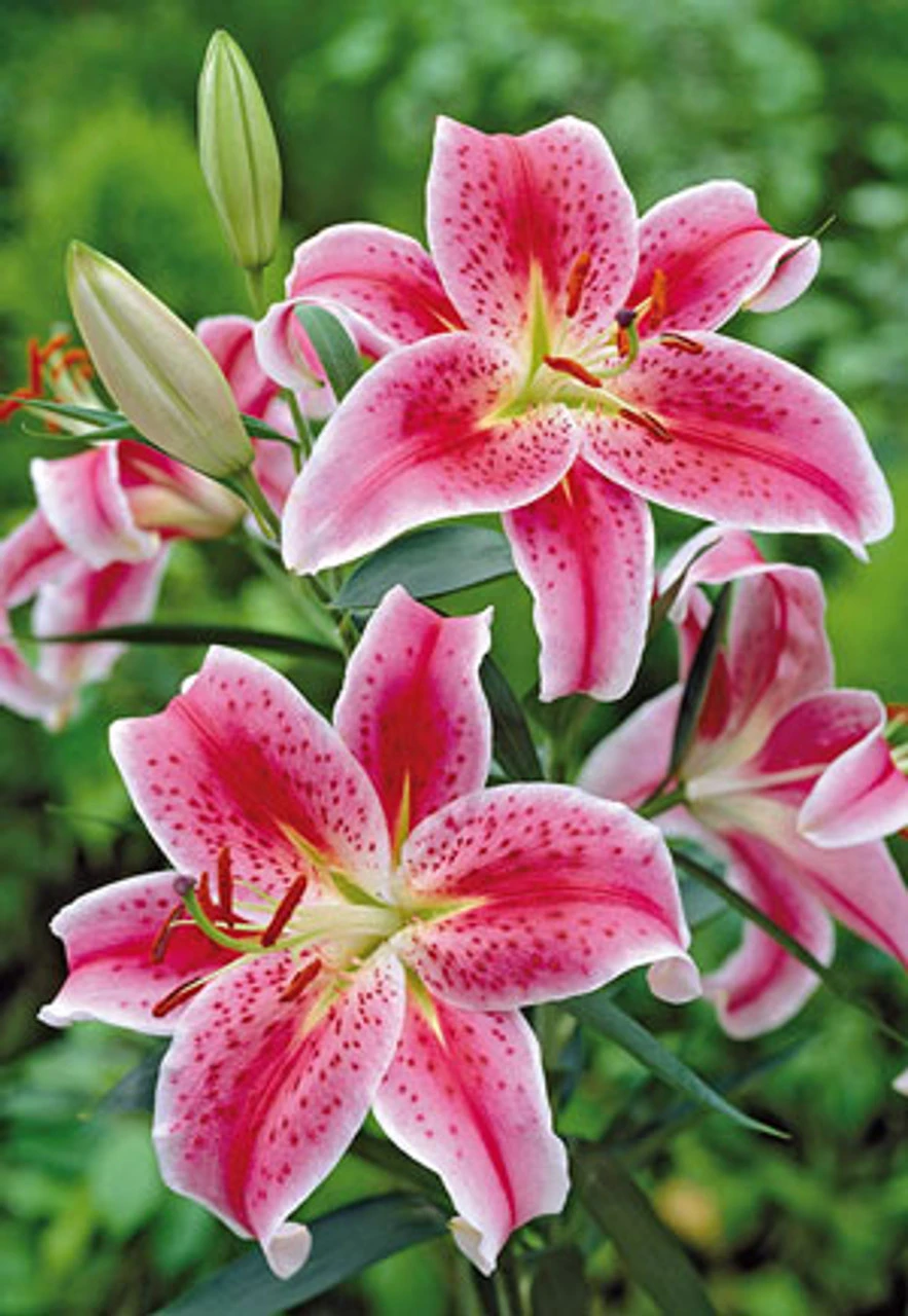 Fragrant Lily Oriental 'Stargazer', 2ct 3 Fragrant Lily Oriental 'Stargazer', 2ct