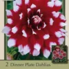 Dinner Plate Dahlia Decorative 'Mystery Day', 2ct 2 Dinner Plate Dahlia Decorative 'Mystery Day', 2ct -Garden Supplies Sales 2024 DETA 4802 96251.1645387155