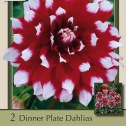 Dinner Plate Dahlia Decorative 'Mystery Day', 2ct