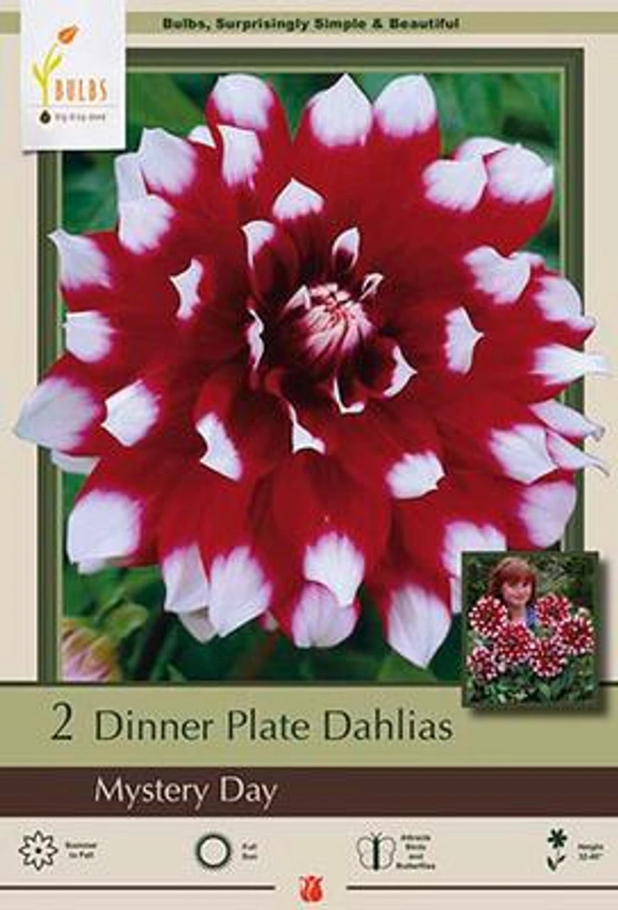 Dinner Plate Dahlia Decorative 'Mystery Day', 2ct 3 Dinner Plate Dahlia Decorative 'Mystery Day', 2ct
