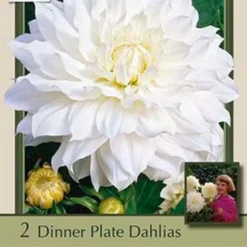 Dinner Plate Dahlia Decorative 'Snow Country', 2ct