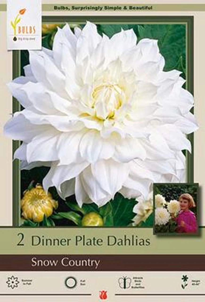 Dinner Plate Dahlia Decorative 'Snow Country', 2ct 3 Dinner Plate Dahlia Decorative 'Snow Country', 2ct