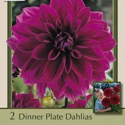 Dinner Plate Dahlia Decorative 'Thomas A. Edison', 2ct
