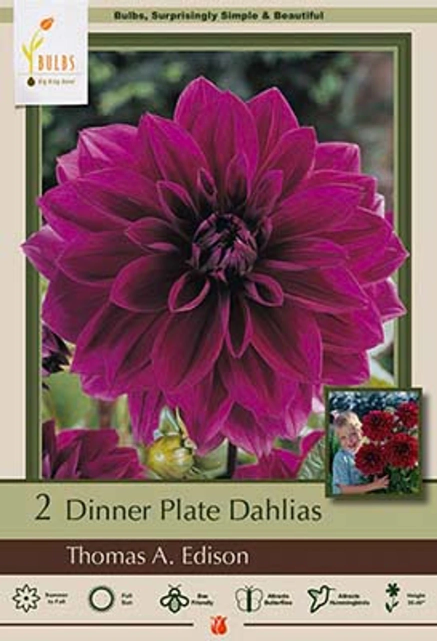 Dinner Plate Dahlia Decorative 'Thomas A. Edison', 2ct 3 Dinner Plate Dahlia Decorative 'Thomas A. Edison', 2ct