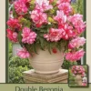 Begonia Double 'Bouton De Rose', 2ct -Garden Supplies Sales 2024 DETA 6081 69650.1645235961
