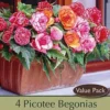 Begonia Picotee 'Bi-Color Mixture', 4ct -Garden Supplies Sales 2024 DETA 6093 81077.1645237235