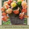 Begonia Splendide Ballerina 'Apricot', 2ct 2 Begonia Splendide Ballerina 'Apricot', 2ct -Garden Supplies Sales 2024 DETA 6097 10433.1645230489