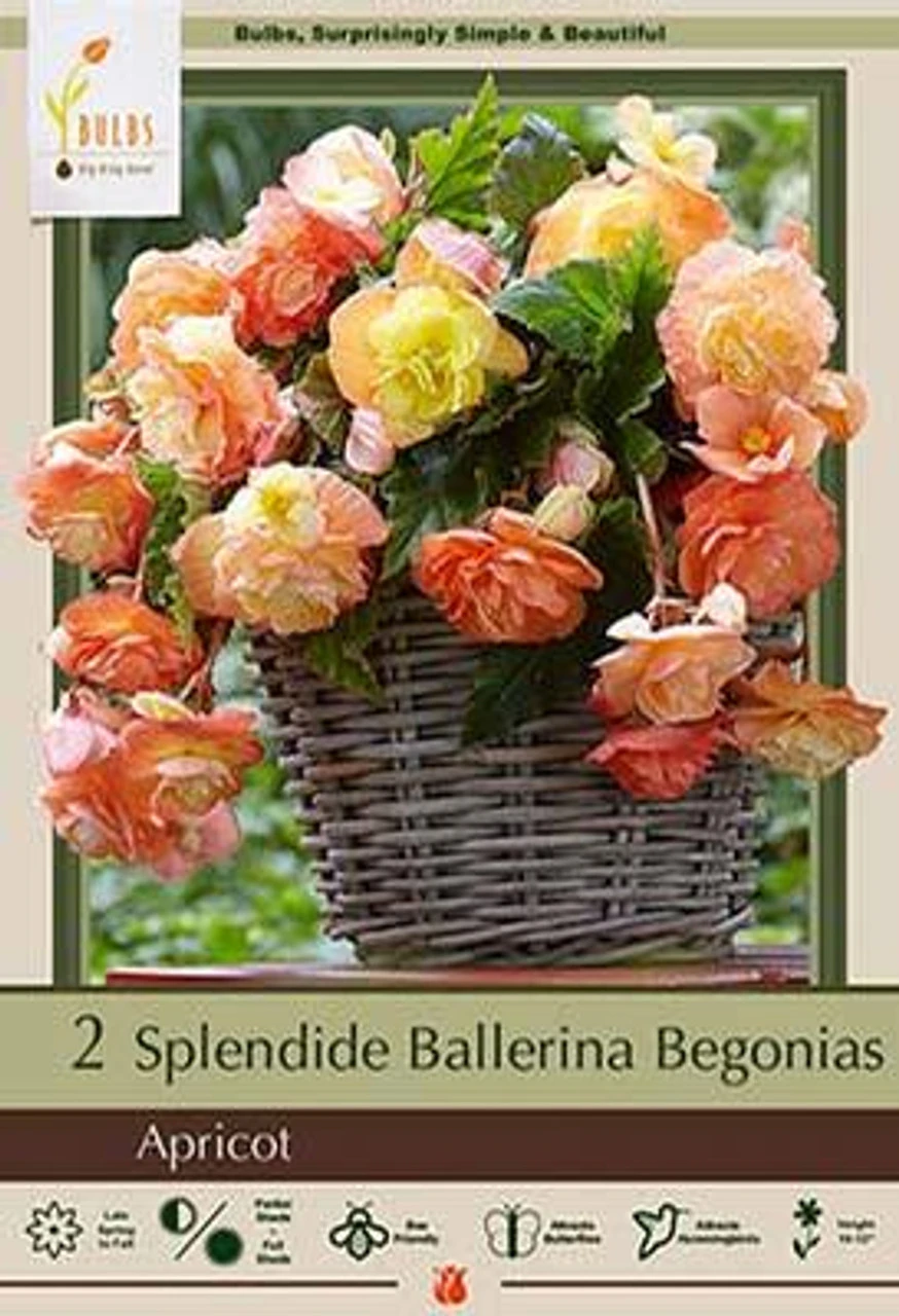 Begonia Splendide Ballerina 'Apricot', 2ct 3 Begonia Splendide Ballerina 'Apricot', 2ct