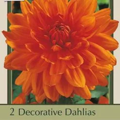 Dahlia Decorative 'Prince Of Orange', 2ct