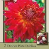 Dinner Plate Dahlia Decorative 'Manhattan Island', 2ct -Garden Supplies Sales 2024 DETA 6165 81375.1645390524