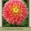Dahlia Fimbriata 'Kogane Fubuki', 2ct -Garden Supplies Sales 2024 DETA 6311 16087.1645656502