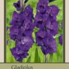 Gladiolus Large Flowering 'Purple Flora', 10ct -Garden Supplies Sales 2024 DETA 6389 52184.1645657583