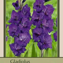 Gladiolus Large Flowering 'Purple Flora', 10ct