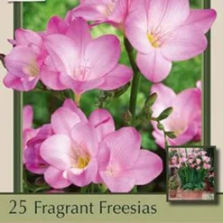 Fragrant Freesia Single Flowering 'Pink', 15ct