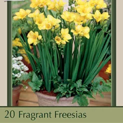 Fragrant Freesia Single Flowering 'Yellow'