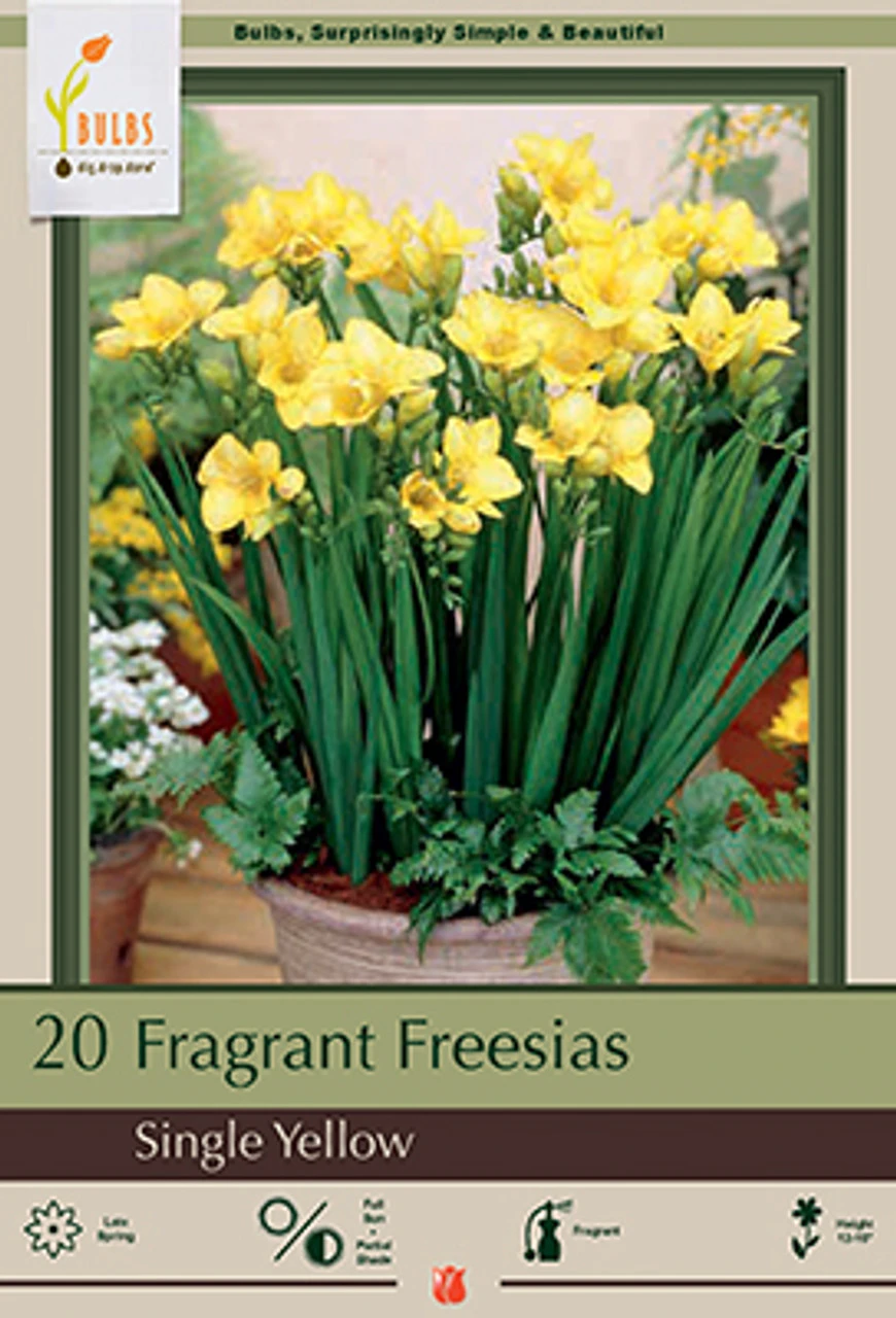 Fragrant Freesia Single Flowering 'Yellow' 3 Fragrant Freesia Single Flowering 'Yellow'