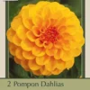 Dahlia Pompon 'Golden Scepter', 2ct -Garden Supplies Sales 2024 DETA 6727 12370.1645403214