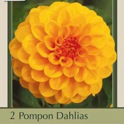 Dahlia Pompon 'Golden Scepter', 2ct