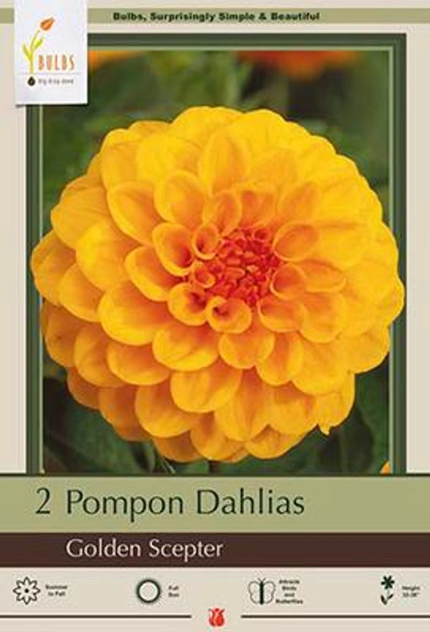 Dahlia Pompon 'Golden Scepter', 2ct 3 Dahlia Pompon 'Golden Scepter', 2ct