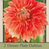 Dinner Plate Dahlia Decorative 'Parkland Glory', 2ct -Garden Supplies Sales 2024 DETA 7678 25191.1645389408